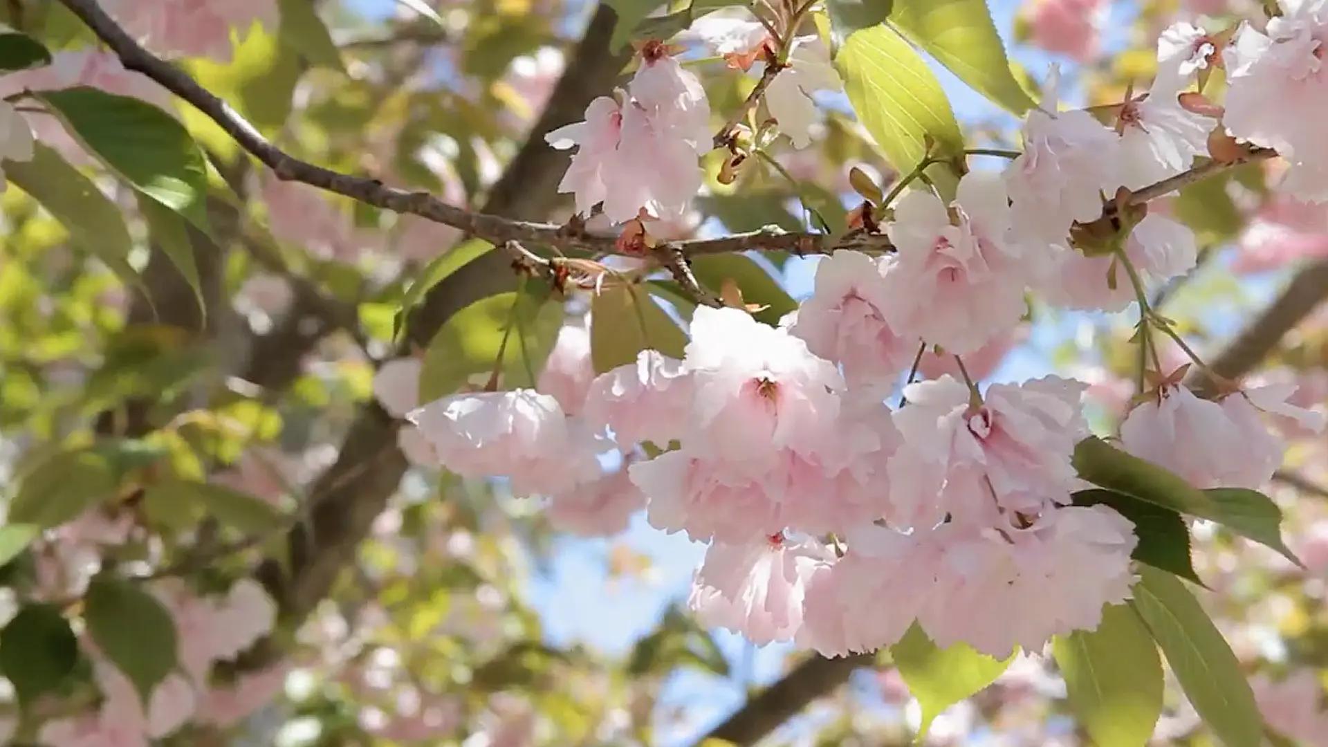 Tips on Hiring a Wedding Filmmaker