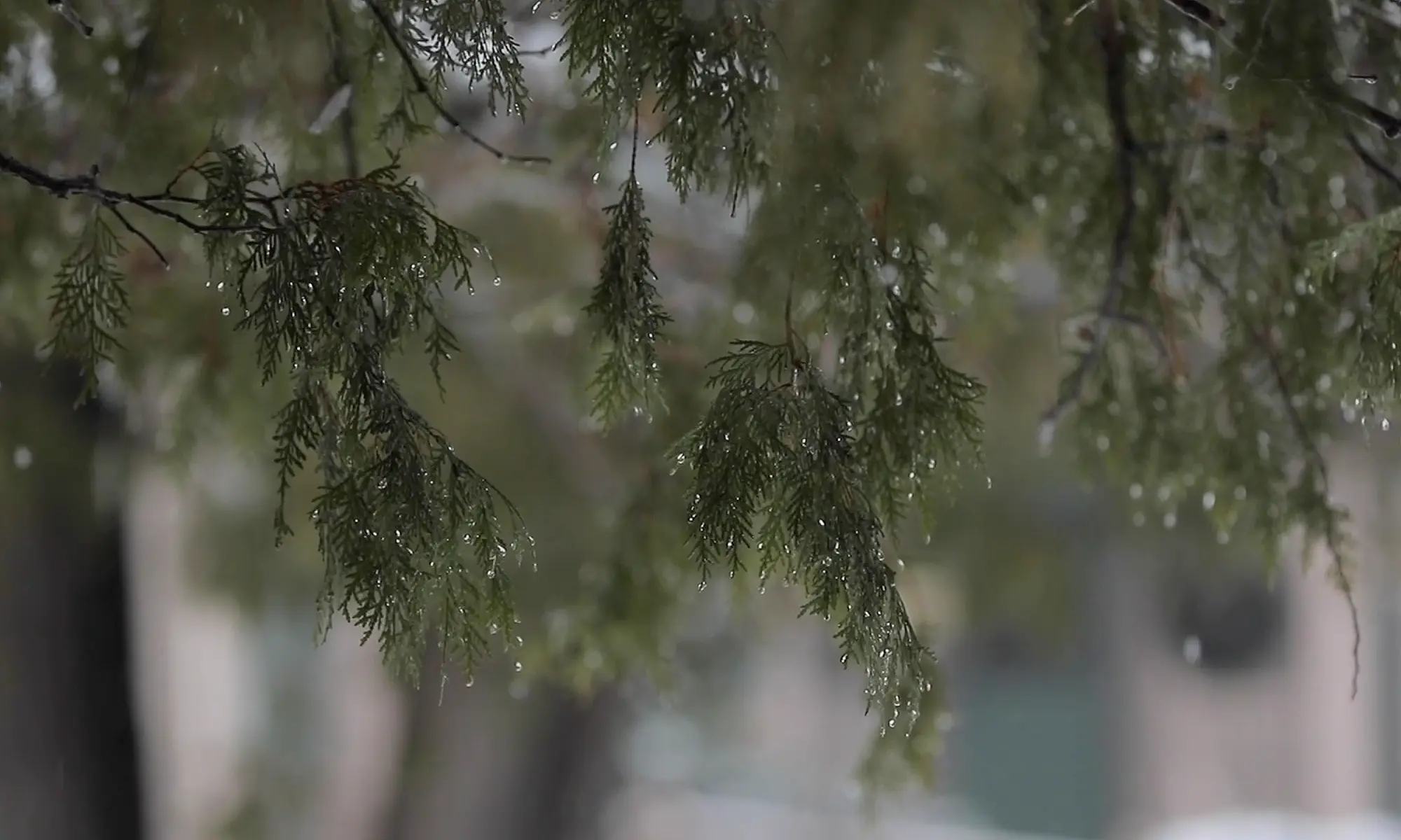 Jackson Wedding Film Testimonial